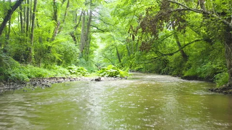Motion view of a river surrounded by trees and plants in the middle of a forest Stock Footage 136924330