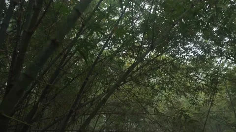 Motion view sort of deep green jungle. Stock Footage 230035202