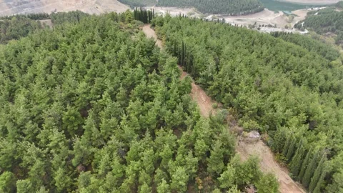 Motion view at the top of mountain peak forest. Stock Footage 289579743