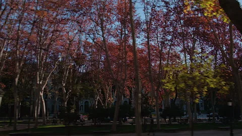 Motion view of the tree-lined Paseo del Prado boulevard, Madrid, Spain Video stock 302443963