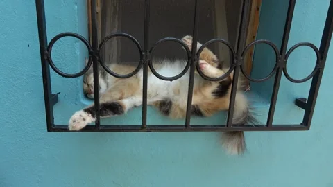 Motion viewing a calico cat sleeping behind a window grill Stock-Footage 341585474