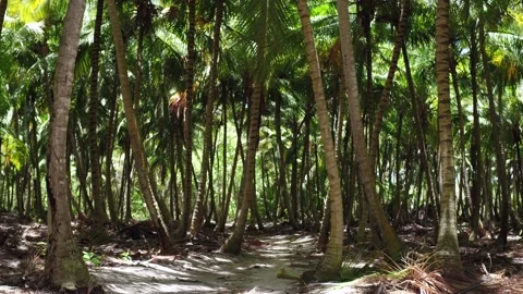 Motion walk along the path through the rainforest Видео 137212141