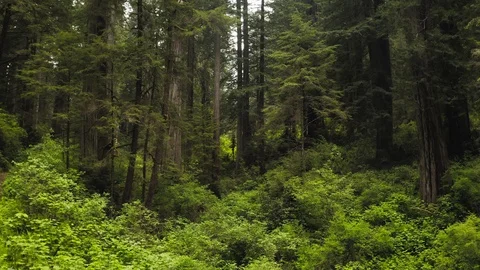 Motion walk through Giant Redwood Forest Stock Footage
