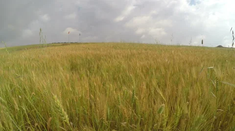 Motion in wheat field Stock Footage 49028101