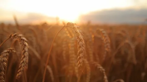 Motion, wheat, sun Stock-Footage 52792695