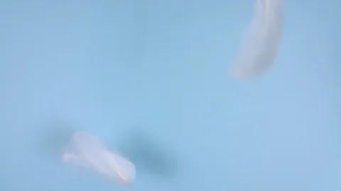 Motion white feather texture on a blue background Stock-Footage 128738184