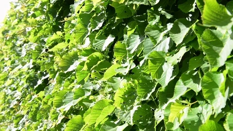 Motion by wind on leaves Stock Footage 96298250