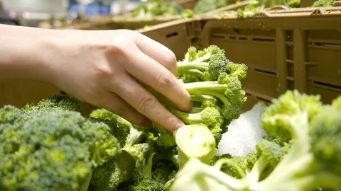 Motion of woman's hand picking broccoli inside superstore with 4k resolution Stock Footage 79984241
