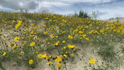 Motion of yellow tiny Northern hawkwee flowers on moving sand dunes Stock Footage 205129150
