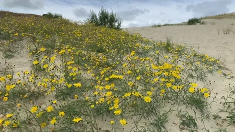 Motion of yellow tiny Northern hawkwee flowers on moving sand dunes Stock Footage 210142020