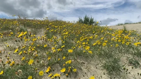 Motion of yellow tiny Northern hawkwee flowers on moving sand dunes Stock Footage 211677350