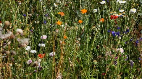 Motionbackground with wildflowers Stock Footage 40451838