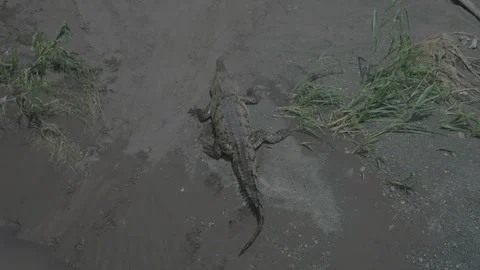 Motionless alligator resting in water Video stock 342934601