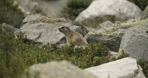 Motionless alpine marmot on alert looking at enemies - Italian Alps Vidéo 251984785