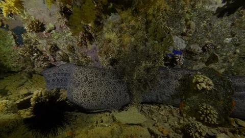 Motionless giant moray waiting to eat a little fish, Red Sea, Egypt Stock Footage 104731599