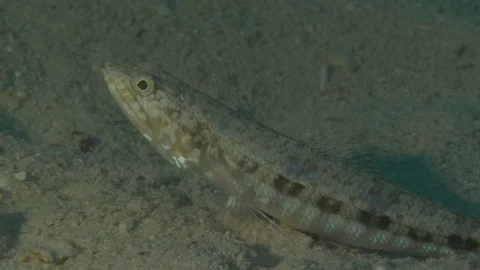 Motionless goby, Red Sea, Egypt Stock Footage 104703367