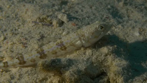 Motionless goby that suddenly runs away, Red Sea, Egypt Stock Footage 104704351