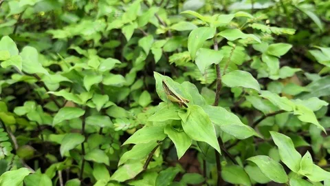 Motionless grasshopper on a meadow of wild green plants with nature pattern Stock Footage 100137266