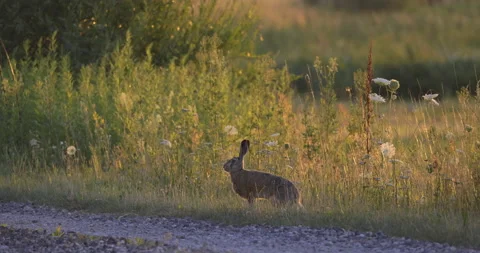 A motionless hare stands by the road, 4K slomo Stock Footage 222090652