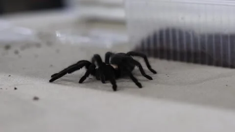 Motionless large hairy spider Video stock 252473325