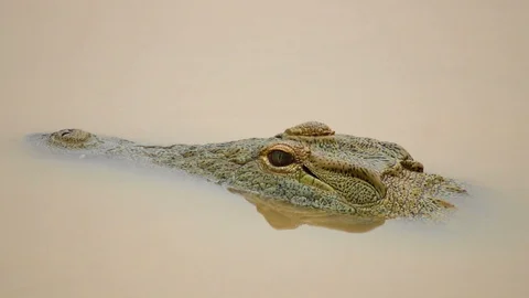 Motionless Nile Crocodile Head in Muddy Water Vídeos de archivo 125766577