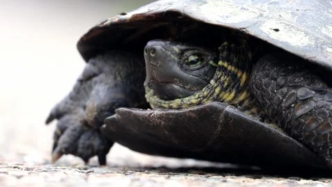 Motionless Reeves' Turtle Close Up of Japanese Pond Turtle Head Vidéo 337288912