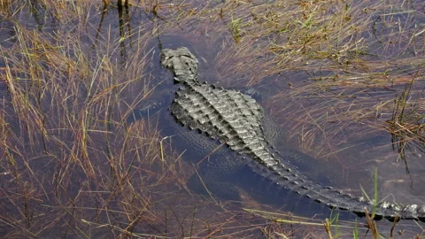 Motionless Reptile in Florida Marsh Stock Footage 306809940