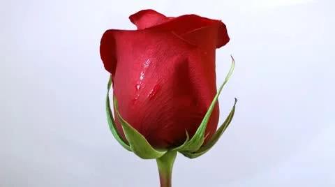 Motionless rose on a light background, without movement Видео 10706662