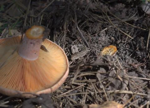 Motionless sand lizard with the stripes on back. Detailed Stock Photos