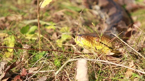 The motionless snake Stock Footage 159018672