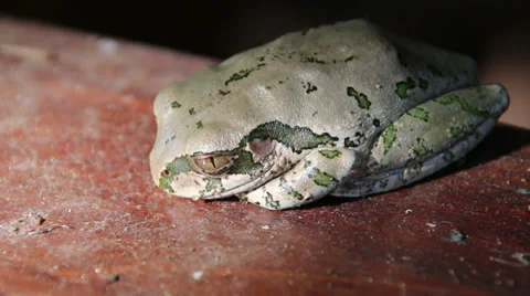 Motionless tree frog resting on a wooden surface Stock Footage 38760965