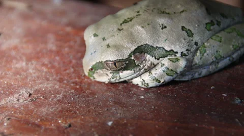 Motionless tree frog resting on a wooden surface Stock Footage 38767022