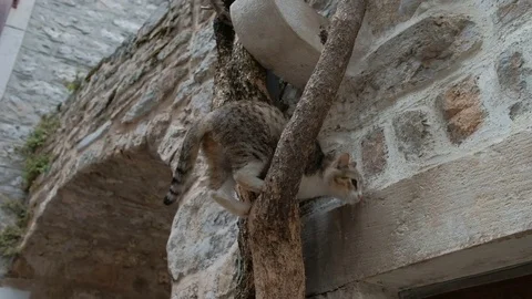 Motley cat trying to get down from the highest tree in the city. Stock Footage 79932137