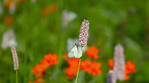 Motley grass Stock Footage 66418745