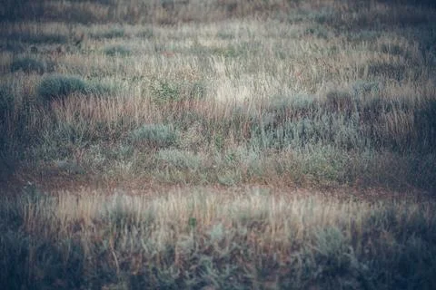 Motley grass 스톡 사진