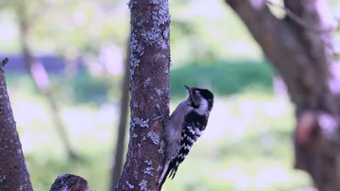 Motley woodpecker hammering on tree trunk, close up Stock Footage 141572453