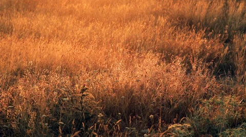 The motly grass in the rays of a rising sun 2 Stock Footage 34380839