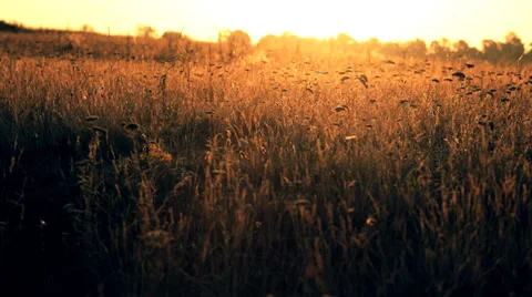 The motly grass in the rays of a rising sun Stock Footage 34380884