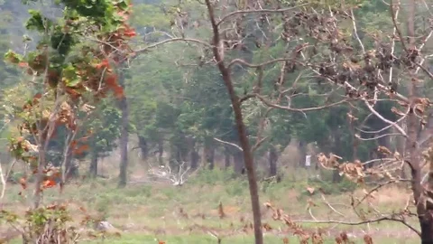 Moto rally 2 Video stock 81784557