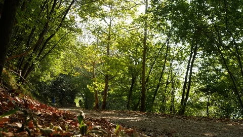 Motocross through the green forest Video stock 99548043