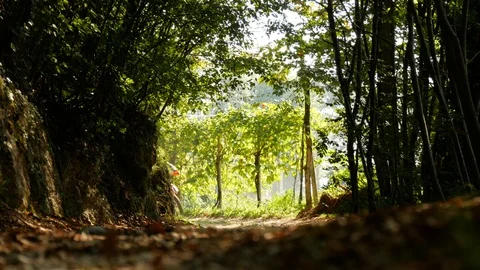 Motocross through the green forest 库存影片 99552182