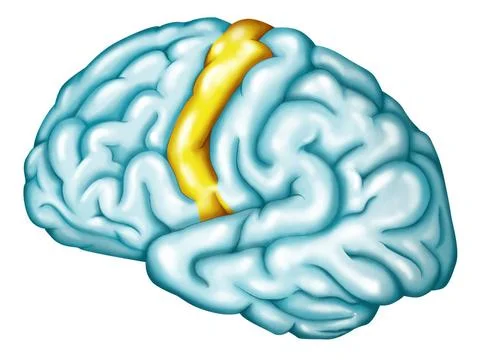  Motor cortex Primary motor cortex (precentral gyrus). The primary motor c... Stock Photos