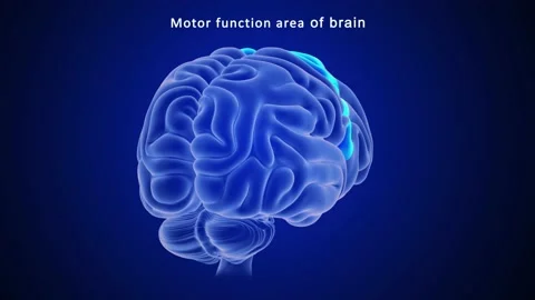 Motor Function Area of Brain  Stock Footage 162819649