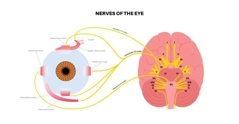 Motor nerves of the eye Stock Illustration