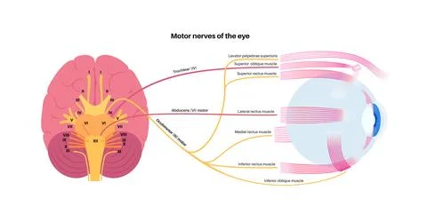 Motor nerves of the eye Stock Illustration