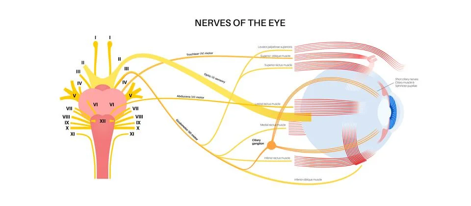 Motor nerves of the eye 库存插图