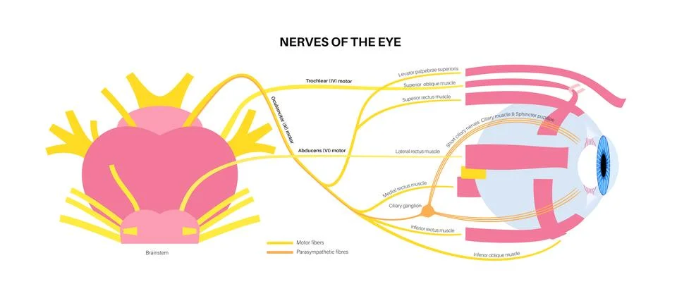 Motor nerves of the eye Stock Illustration