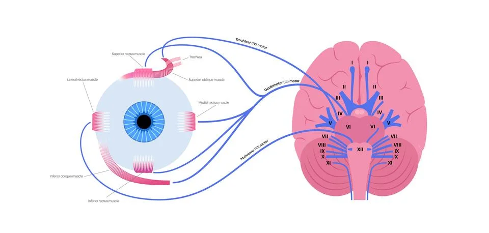 Motor nerves of the eye Stock Illustration