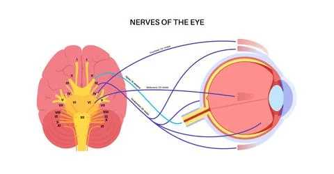Motor nerves of the eye Stock Illustration