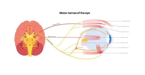 Motor nerves of the eye Stock Illustration